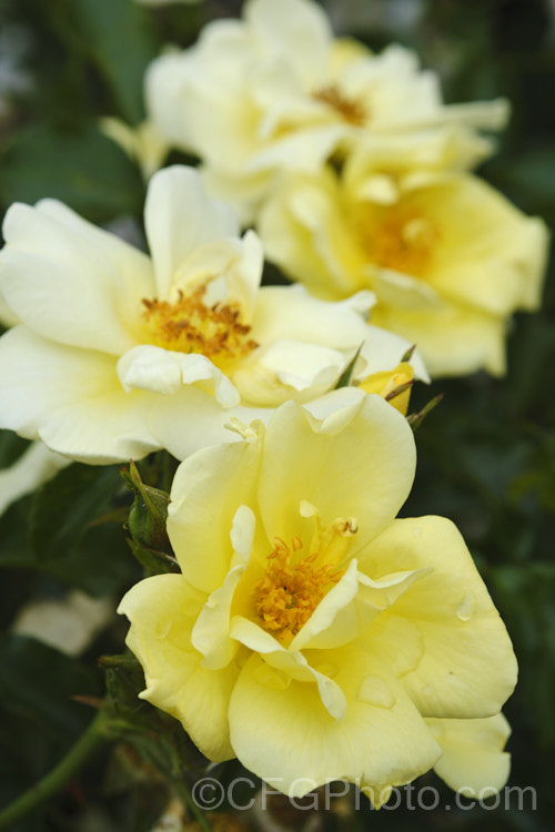 Rosa 'Worcestershire', a mildly scented shrub rose raised in 1999 by Kordes of Germany Its single to semi-double flowers are repeat blooming. Order: Rosales, Family: Rosaceae