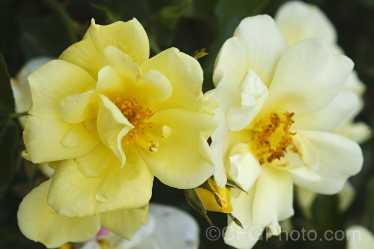 Rosa 'Worcestershire', a mildly scented shrub rose raised in 1999 by Kordes of Germany Its single to semi-double flowers are repeat blooming. Order: Rosales, Family: Rosaceae
