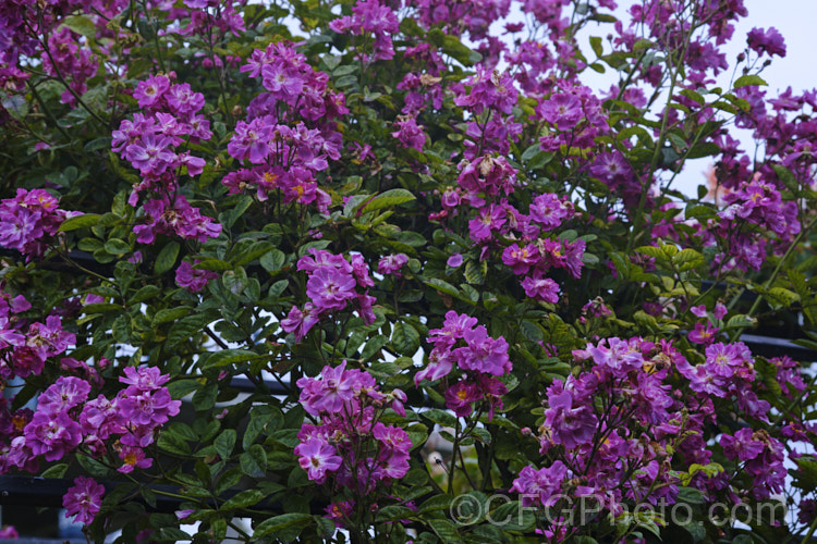 Rosa 'Amethyste', a Hybrid Multiflora. Rambler introduced by Nonin et Fils of France in 1910. It grows rapidly to around 35m high and wide, and flowers very heavily in early summer but does repeat its blooming. Order: Rosales, Family: Rosaceae