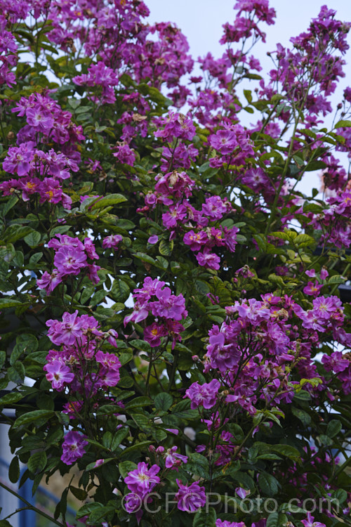 Rosa 'Amethyste', a Hybrid Multiflora. Rambler introduced by Nonin et Fils of France in 1910. It grows rapidly to around 35m high and wide, and flowers very heavily in early summer but does repeat its blooming. Order: Rosales, Family: Rosaceae