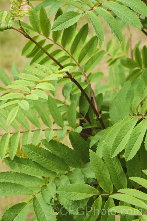 Sorbus insignis Ghose', a cultivar of a rowan species native to the Himalayan region of southwestern China and northeastern India It can be low and shrubby but is usually an upright tree to 15m tall Ghose' is distinctive because of the pale undersides of the leaves, which have a covering of white to buff indumentum when young and are pale green when mature. sorbus-2143htm'>Sorbus. Order: Rosales, Family: Rosaceae
