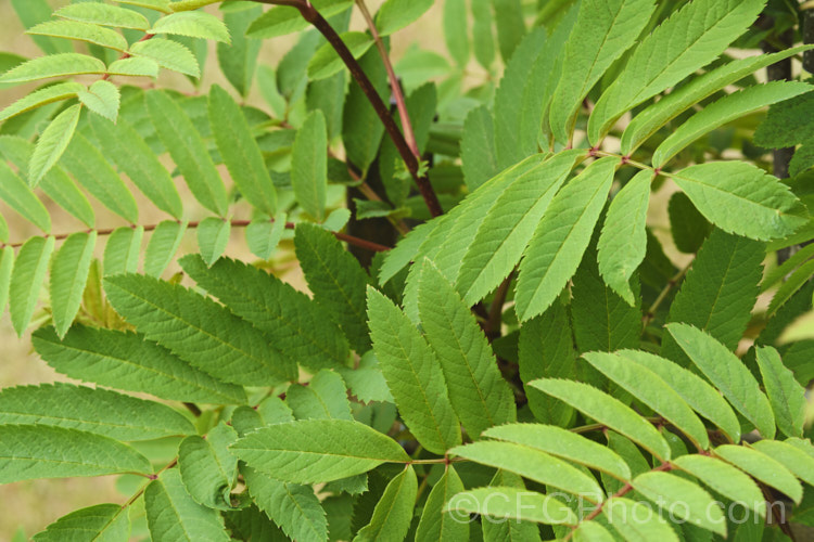 Sorbus insignis Ghose', a cultivar of a rowan species native to the Himalayan region of southwestern China and northeastern India It can be low and shrubby but is usually an upright tree to 15m tall Ghose' is distinctive because of the pale undersides of the leaves, which have a covering of white to buff indumentum when young and are pale green when mature. sorbus-2143htm'>Sorbus. Order: Rosales, Family: Rosaceae