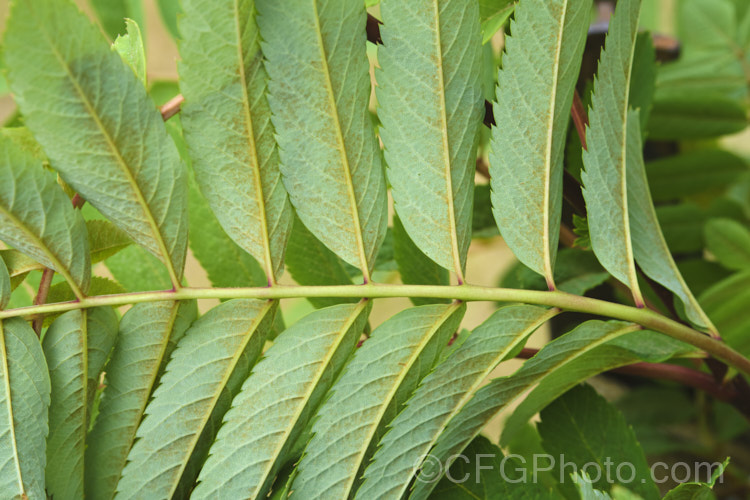 Sorbus insignis Ghose', a cultivar of a rowan species native to the Himalayan region of southwestern China and northeastern India It can be low and shrubby but is usually an upright tree to 15m tall Ghose' is distinctive because of the pale undersides of the leaves, which have a covering of white to buff indumentum when young and are pale green when mature. sorbus-2143htm'>Sorbus. Order: Rosales, Family: Rosaceae