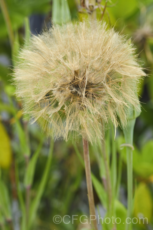 Dried seedhead of Salsify or Vegetable Oyster (<i>Tragopogon porrifolius</i>), a Mediterranean biennial sometimes grown for its edible parsnip-like root. The flowers open in the morning and close by midday. tragopogon-3364htm'>Tragopogon.