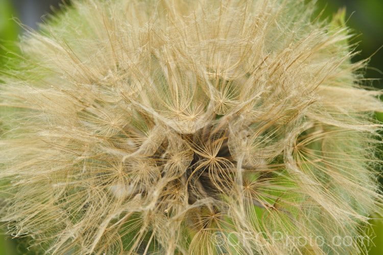 Dried seedhead of Salsify or Vegetable Oyster (<i>Tragopogon porrifolius</i>), a Mediterranean biennial sometimes grown for its edible parsnip-like root. The flowers open in the morning and close by midday. tragopogon-3364htm'>Tragopogon.