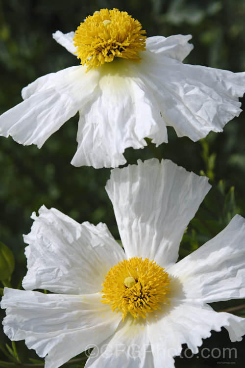 Californian Tree Poppy (<i>Romneya coulteri</i>), a suckering, semi-evergreen subshrub or shrub up to 3m tall. Native to southern California and neighbouring parts of Mexico, it flowers from late spring to autumn. Order: Ranunculales, Family: Papaveraceae