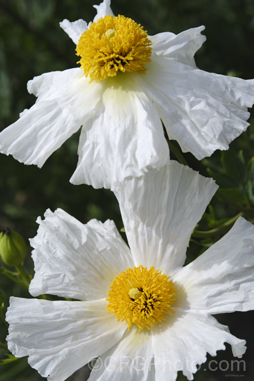 Californian Tree Poppy (<i>Romneya coulteri</i>), a suckering, semi-evergreen subshrub or shrub up to 3m tall. Native to southern California and neighbouring parts of Mexico, it flowers from late spring to autumn. Order: Ranunculales, Family: Papaveraceae