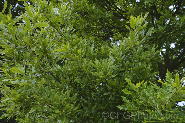 The early summer foliage of Spanish Oak (<i>Quercus x hispanica</i>), this tree is an interesting natural hybrid between the deciduous. Turkey Oak (<i>Quercus cerris</i>) and the evergreen. Cork. Oak (<i>Quercus suber</i>), which have natural ranges that overlap, though mainly in Italy, not. Spain. Spanish Oak is a deciduous tree up to 20m tall x 13m wide. Several cultivars have been developed that show a wide range of leaf shapes