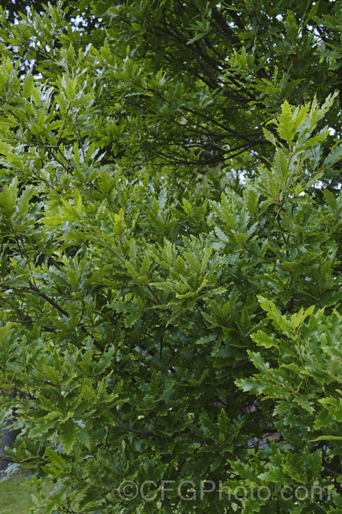 The early summer foliage of Spanish Oak (<i>Quercus x hispanica</i>), this tree is an interesting natural hybrid between the deciduous. Turkey Oak (<i>Quercus cerris</i>) and the evergreen. Cork. Oak (<i>Quercus suber</i>), which have natural ranges that overlap, though mainly in Italy, not. Spain. Spanish Oak is a deciduous tree up to 20m tall x 13m wide. Several cultivars have been developed that show a wide range of leaf shapes