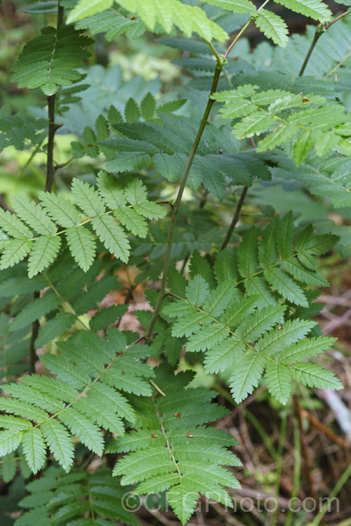 Foliage of a young Rowan or Mountain Ash (<i>Sorbus aucuparia</i>), a small Eurasian deciduous tree. The clusters of orange-red berries follow spring-borne heads of tiny white to cream flowers. The fruit matures early and is ripe by mid- to late summer. sorbus-2143htm'>Sorbus. Order: Rosales, Family: Rosaceae