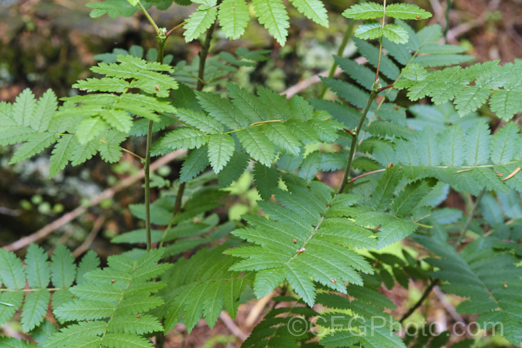 Foliage of a young Rowan or Mountain Ash (<i>Sorbus aucuparia</i>), a small Eurasian deciduous tree. The clusters of orange-red berries follow spring-borne heads of tiny white to cream flowers. The fruit matures early and is ripe by mid- to late summer. sorbus-2143htm'>Sorbus. Order: Rosales, Family: Rosaceae