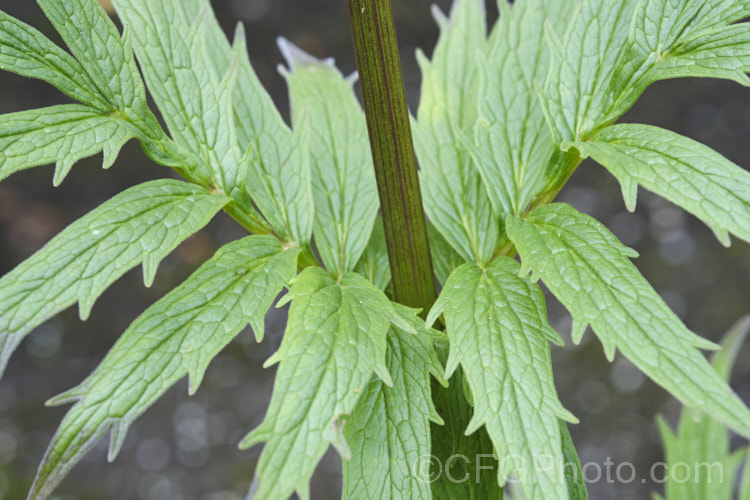 The foliage of Common Valerian, All. Heal or Garden. Heliotrope (<i>Valeriana officinalis</i>), a summer-flowering perennial native to Europe. The flowers may be white or pale pink. Valerian has been used as a medicinal herb since ancient times and has a wide variety of effects. valeriana-3380htm'>Valeriana. <a href='caprifoliaceae-plant-family-photoshtml'>Caprifoliaceae</a>.
