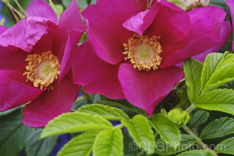 Japanese Rose (<i>Rosa rugosa</i>). Found naturally in eastern Russia, Korea, Japan and China, this dense, bushy rose has very fragrant, deep pink, single flowers and lush, dark green foliage, and is the main parent of the Rugosa hybrids. Order: Rosales, Family: Rosaceae