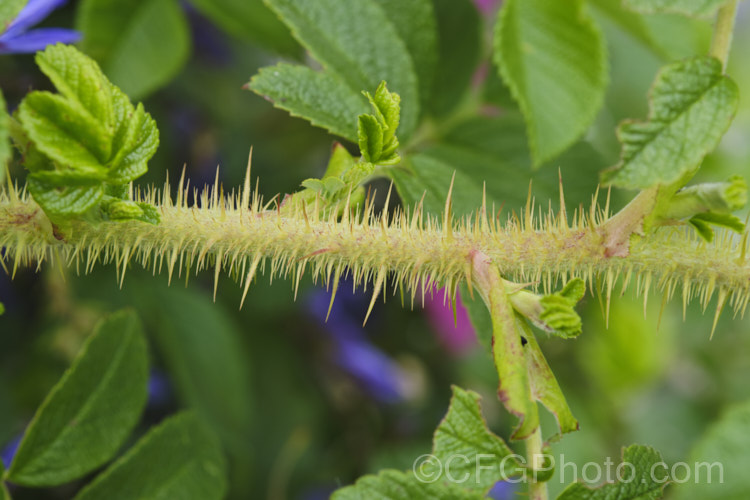 The very spiny stems of Japanese Rose (<i>Rosa rugosa</i>). Found naturally in eastern Russia, Korea, Japan and China, this dense, bushy rose has very fragrant, deep pink, single flowers and lush, dark green foliage, and is the main parent of the Rugosa hybrids. Order: Rosales, Family: Rosaceae