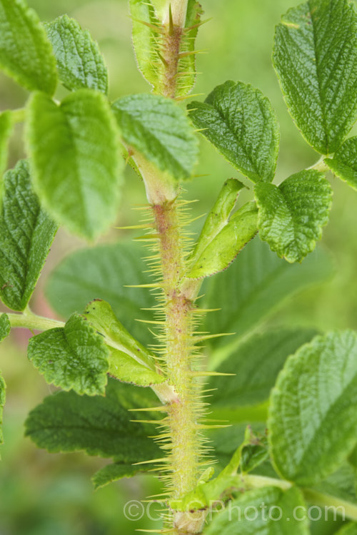 The very spiny stems of Japanese Rose (<i>Rosa rugosa</i>). Found naturally in eastern Russia, Korea, Japan and China, this dense, bushy rose has very fragrant, deep pink, single flowers and lush, dark green foliage, and is the main parent of the Rugosa hybrids. Order: Rosales, Family: Rosaceae