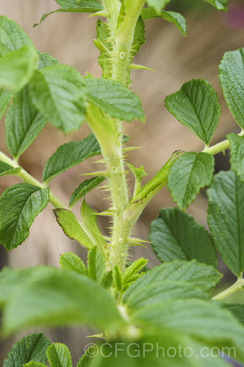 The very spiny stems of Japanese Rose (<i>Rosa rugosa</i>). Found naturally in eastern Russia, Korea, Japan and China, this dense, bushy rose has very fragrant, deep pink, single flowers and lush, dark green foliage, and is the main parent of the Rugosa hybrids. Order: Rosales, Family: Rosaceae