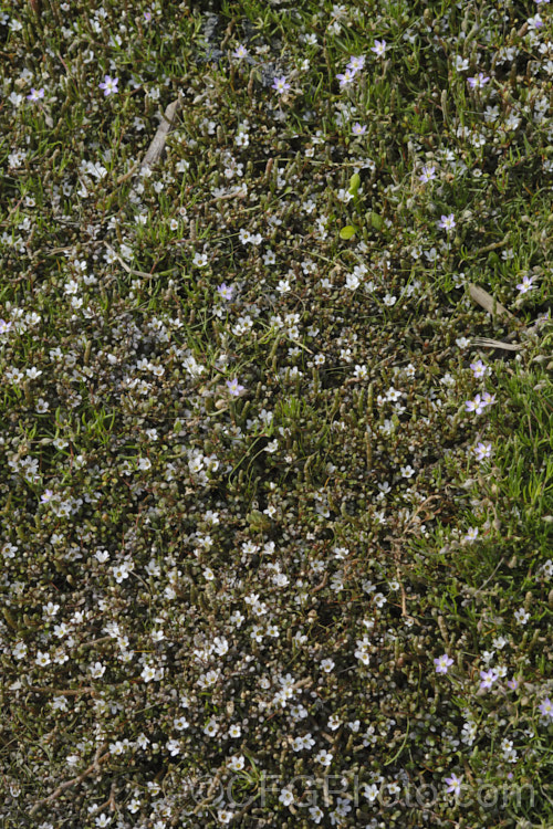Sea Primrose, Shore Pimpernel or Maakoako (<i>Samolus repens var. repens</i>) in flower, growing with Sarcocornia quinqueflora. Samolus repens var. repens is a New Zealand form of an estuarine plant also found in coastal areas of southeastern Australia, southernChile and the southern Pacific Islands. It has a spreading prostrate growth habit and flowers in late spring to early summer. samolus-3716htm'>Samolus. Order: Ericales, Family: Polemoniaceae