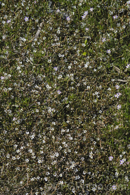 Sea Primrose, Shore Pimpernel or Maakoako (<i>Samolus repens var. repens</i>) in flower, growing with Sarcocornia quinqueflora. Samolus repens var. repens is a New Zealand form of an estuarine plant also found in coastal areas of southeastern Australia, southernChile and the southern Pacific Islands. It has a spreading prostrate growth habit and flowers in late spring to early summer. Order: Ericales, Family: Polemoniaceae