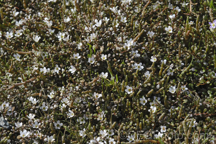 Sea Primrose, Shore Pimpernel or Maakoako (<i>Samolus repens var. repens</i>) in flower, growing with Sarcocornia quinqueflora. Samolus repens var. repens is a New Zealand form of an estuarine plant also found in coastal areas of southeastern Australia, southernChile and the southern Pacific Islands. It has a spreading prostrate growth habit and flowers in late spring to early summer. samolus-3716htm'>Samolus. Order: Ericales, Family: Polemoniaceae