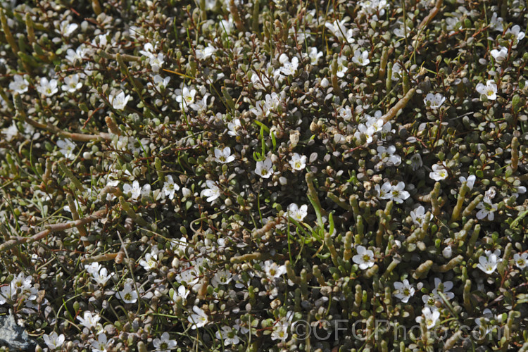 Sea Primrose, Shore Pimpernel or Maakoako (<i>Samolus repens var. repens</i>) in flower, growing with Sarcocornia quinqueflora. Samolus repens var. repens is a New Zealand form of an estuarine plant also found in coastal areas of southeastern Australia, southernChile and the southern Pacific Islands. It has a spreading prostrate growth habit and flowers in late spring to early summer. samolus-3716htm'>Samolus. Order: Ericales, Family: Polemoniaceae