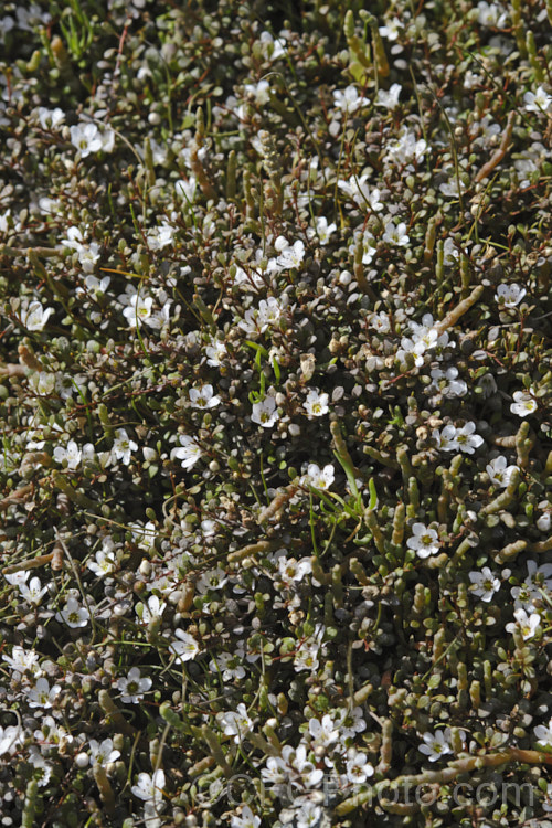 Sea Primrose, Shore Pimpernel or Maakoako (<i>Samolus repens var. repens</i>) in flower, growing with Sarcocornia quinqueflora. Samolus repens var. repens is a New Zealand form of an estuarine plant also found in coastal areas of southeastern Australia, southernChile and the southern Pacific Islands. It has a spreading prostrate growth habit and flowers in late spring to early summer. Order: Ericales, Family: Polemoniaceae