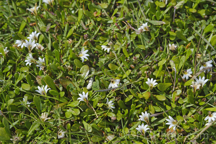 Remuremu or Swampweed (<i>Selliera radicans</i>), a prostrate, evergreen perennial found in estuarine areas of southern Australia,Chile and New Zealand It is usually perfectly flat but can mound or scramble to 20cm high and may have a spread of up to 2m. The fan-shaped white flowers open in summer and are followed by small, fleshy, yellow-green fruits. selliera-3635htm'>Selliera. <a href='goodeniaceae-plant-family-photoshtml'>Goodeniaceae</a>. Order: Asterales</a>