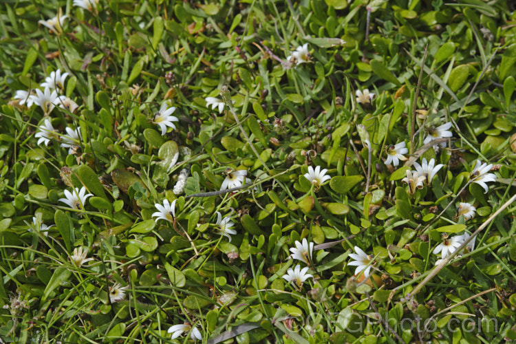 Remuremu or Swampweed (<i>Selliera radicans</i>), a prostrate, evergreen perennial found in estuarine areas of southern Australia,Chile and New Zealand It is usually perfectly flat but can mound or scramble to 20cm high and may have a spread of up to 2m. The fan-shaped white flowers open in summer and are followed by small, fleshy, yellow-green fruits. selliera-3635htm'>Selliera. <a href='goodeniaceae-plant-family-photoshtml'>Goodeniaceae</a>. Order: Asterales</a>
