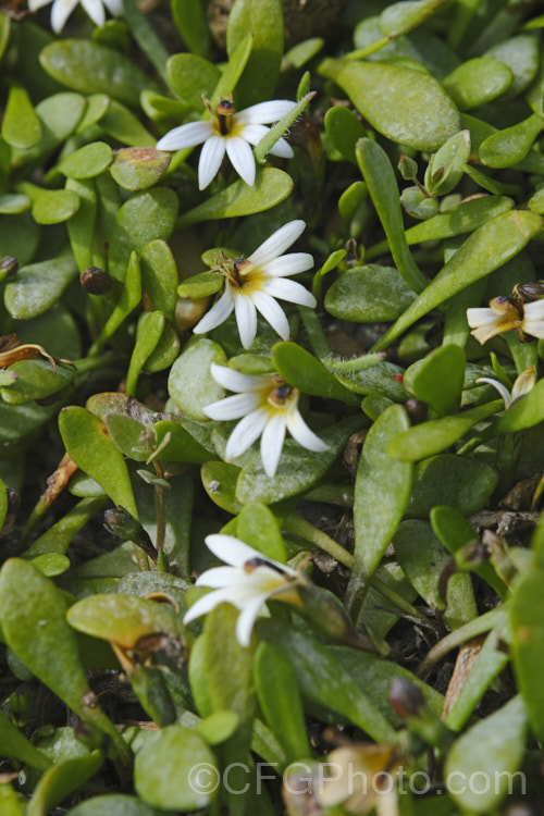 Remuremu or Swampweed (<i>Selliera radicans</i>), a prostrate, evergreen perennial found in estuarine areas of southern Australia,Chile and New Zealand It is usually perfectly flat but can mound or scramble to 20cm high and may have a spread of up to 2m. The fan-shaped white flowers open in summer and are followed by small, fleshy, yellow-green fruits. selliera-3635htm'>Selliera. <a href='goodeniaceae-plant-family-photoshtml'>Goodeniaceae</a>. Order: Asterales</a>