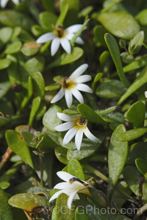 Remuremu or Swampweed (<i>Selliera radicans</i>), a prostrate, evergreen perennial found in estuarine areas of southern Australia,Chile and New Zealand It is usually perfectly flat but can mound or scramble to 20cm high and may have a spread of up to 2m. The fan-shaped white flowers open in summer and are followed by small, fleshy, yellow-green fruits. selliera-3635htm'>Selliera. <a href='goodeniaceae-plant-family-photoshtml'>Goodeniaceae</a>. Order: Asterales</a>