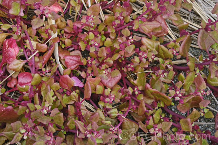 Bower Spinach (<i>Tetragonia implexicoma</i>), a spreading trailing plant found in coastal areas around New Zealand and nearby islands, including the Chathams. It also occurs in southeastern Australia and on Lord. HoweIsland It has red stems, succulent bright green leaves, and small yellow flowers that are followed by red fruits. tetragonia-3356htm'>Tetragonia. <a href='aizoaceae-plant-family-photoshtml'>Aizoaceae</a>. Order: Caryophyllales</a>