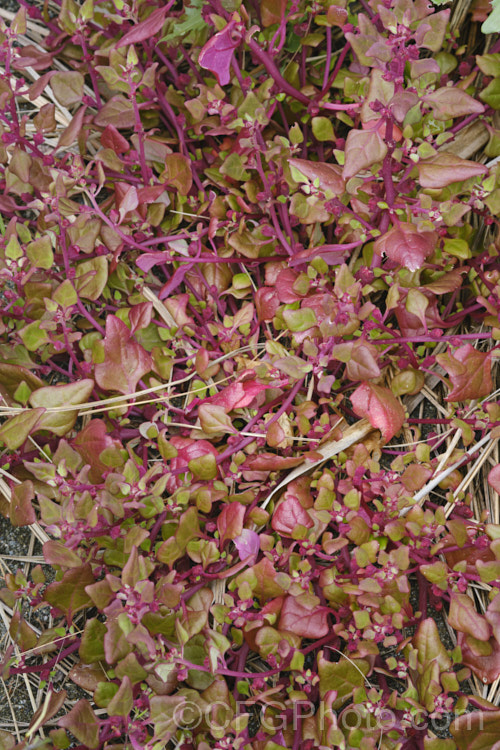 Bower Spinach (<i>Tetragonia implexicoma</i>), a spreading trailing plant found in coastal areas around New Zealand and nearby islands, including the Chathams. It also occurs in southeastern Australia and on Lord. HoweIsland It has red stems, succulent bright green leaves, and small yellow flowers that are followed by red fruits. tetragonia-3356htm'>Tetragonia. <a href='aizoaceae-plant-family-photoshtml'>Aizoaceae</a>. Order: Caryophyllales</a>