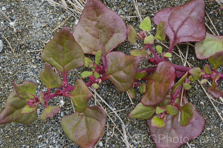 Bower Spinach (<i>Tetragonia implexicoma</i>), a spreading trailing plant found in coastal areas around New Zealand and nearby islands, including the Chathams. It also occurs in southeastern Australia and on Lord. HoweIsland It has red stems, succulent bright green leaves, and small yellow flowers that are followed by red fruits. tetragonia-3356htm'>Tetragonia. <a href='aizoaceae-plant-family-photoshtml'>Aizoaceae</a>. Order: Caryophyllales</a>