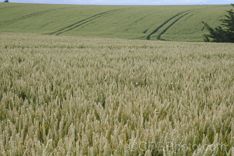 A field of maturing. Common Wheat or Bread. Wheat (<i>Triticum aestivum</i>), originating in the Middle. East and among the first cultivated plants, wheat is a vitally important cereal crop for much of the world. It is the primary constituent of most bread and cakes and is used in many other baked goods. triticum-2291htm'>Triticum. . Order: Poales</a>