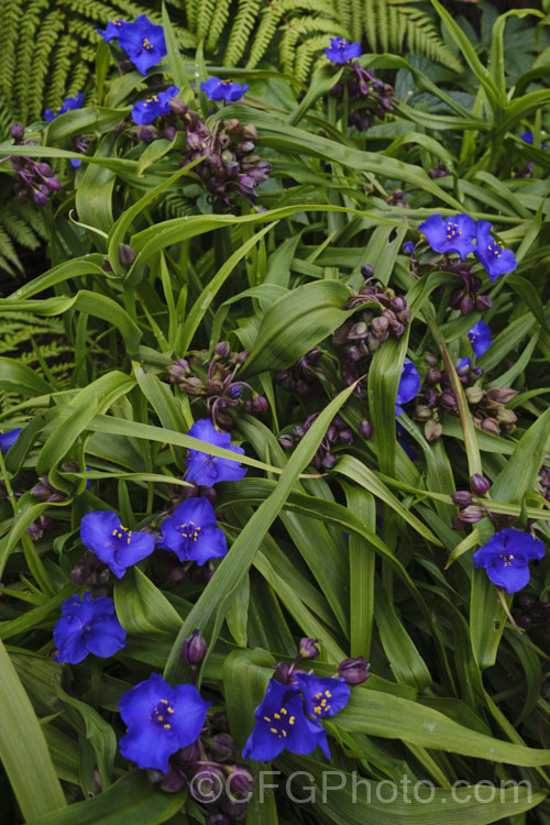Tradescantia virginiana 'Repanda', a 30-50cm tall, purple-blue-flowered cultivar which although classified under. Tradescantia virginiana is actually one of a group of hybrids derived from several closely related. North American species. tradescantia-3363htm'>Tradescantia. <a href='commelinaceae-plant-family-photoshtml'>Commelinaceae</a>. Order: Commelinales</a>
