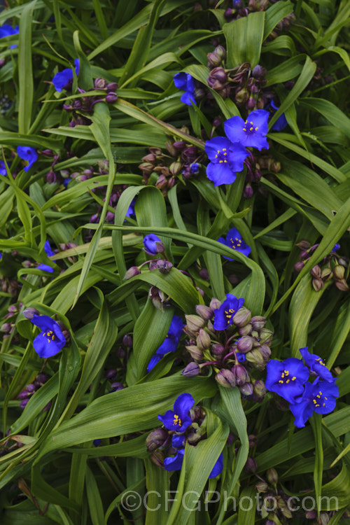 Tradescantia virginiana 'Repanda', a 30-50cm tall, purple-blue-flowered cultivar which although classified under. Tradescantia virginiana is actually one of a group of hybrids derived from several closely related. North American species. tradescantia-3363htm'>Tradescantia. <a href='commelinaceae-plant-family-photoshtml'>Commelinaceae</a>. Order: Commelinales</a>