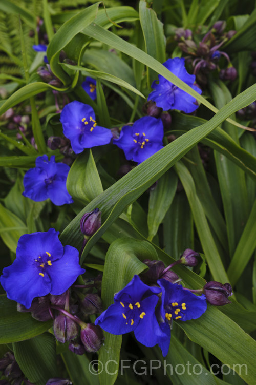 Tradescantia virginiana 'Repanda', a 30-50cm tall, purple-blue-flowered cultivar which although classified under. Tradescantia virginiana is actually one of a group of hybrids derived from several closely related. North American species. tradescantia-3363htm'>Tradescantia. <a href='commelinaceae-plant-family-photoshtml'>Commelinaceae</a>. Order: Commelinales</a>
