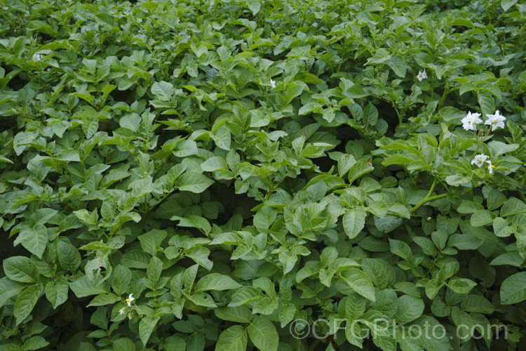 The foliage of the Agria'. Potato (<i>Solanum tuberosum Agria'), a white-flowered, yellow-skinned and fleshed, large-tubered general purpose potato that matures in 90-100 days Agria' is one of the most popular potatoes for frying, baking or roasting. Now available in myriad forms and grown nearly worldwide, the potato is a tuberous perennial originally native to South America. solanum-2141htm'>Solanum. Order: Solanales</a>