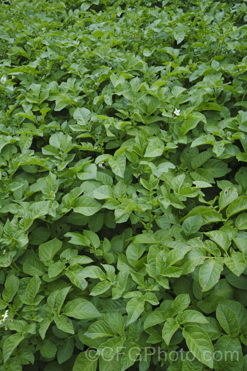 The foliage of the Agria'. Potato (<i>Solanum tuberosum Agria'), a white-flowered, yellow-skinned and fleshed, large-tubered general purpose potato that matures in 90-100 days Agria' is one of the most popular potatoes for frying, baking or roasting. Now available in myriad forms and grown nearly worldwide, the potato is a tuberous perennial originally native to South America. solanum-2141htm'>Solanum. Order: Solanales</a>