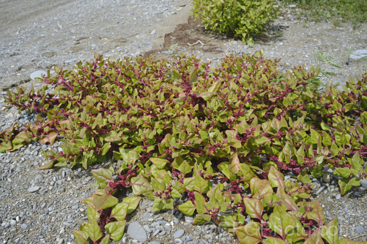 Bower Spinach (<i>Tetragonia implexicoma</i>), a spreading trailing plant found in coastal areas around New Zealand and nearby islands, including the Chathams. It also occurs in southeastern Australia and on Lord. HoweIsland It has red stems, succulent bright green leaves, and small yellow flowers that are followed by red fruits. tetragonia-3356htm'>Tetragonia. <a href='aizoaceae-plant-family-photoshtml'>Aizoaceae</a>. Order: Caryophyllales</a>