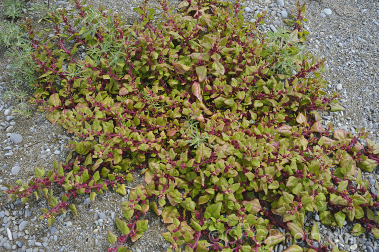 Bower Spinach (<i>Tetragonia implexicoma</i>), a spreading trailing plant found in coastal areas around New Zealand and nearby islands, including the Chathams. It also occurs in southeastern Australia and on Lord. HoweIsland It has red stems, succulent bright green leaves, and small yellow flowers that are followed by red fruits. tetragonia-3356htm'>Tetragonia. <a href='aizoaceae-plant-family-photoshtml'>Aizoaceae</a>. Order: Caryophyllales</a>
