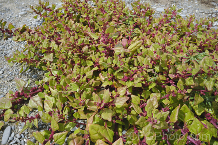 Bower Spinach (<i>Tetragonia implexicoma</i>), a spreading trailing plant found in coastal areas around New Zealand and nearby islands, including the Chathams. It also occurs in southeastern Australia and on Lord. HoweIsland It has red stems, succulent bright green leaves, and small yellow flowers that are followed by red fruits. tetragonia-3356htm'>Tetragonia. <a href='aizoaceae-plant-family-photoshtml'>Aizoaceae</a>. Order: Caryophyllales</a>