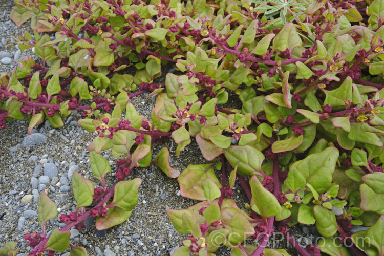 Bower Spinach (<i>Tetragonia implexicoma</i>), a spreading trailing plant found in coastal areas around New Zealand and nearby islands, including the Chathams. It also occurs in southeastern Australia and on Lord. HoweIsland It has red stems, succulent bright green leaves, and small yellow flowers that are followed by red fruits. tetragonia-3356htm'>Tetragonia. <a href='aizoaceae-plant-family-photoshtml'>Aizoaceae</a>. Order: Caryophyllales</a>