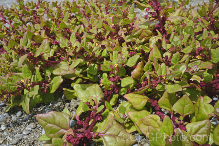Bower Spinach (<i>Tetragonia implexicoma</i>), a spreading trailing plant found in coastal areas around New Zealand and nearby islands, including the Chathams. It also occurs in southeastern Australia and on Lord. HoweIsland It has red stems, succulent bright green leaves, and small yellow flowers that are followed by red fruits. tetragonia-3356htm'>Tetragonia. <a href='aizoaceae-plant-family-photoshtml'>Aizoaceae</a>. Order: Caryophyllales</a>