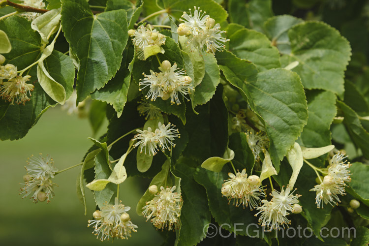 Common Lime, European Lime or Linden (<i>Tilia x vulgaris [Tilia cordata x Tilia platyphyllos]), this 25-40m tall deciduous tree is most likely a hybrid, probably natural, of two Eurasian species. It was formerly known as Tilia x europaea. Order: Malvales, Family: Malvaceae