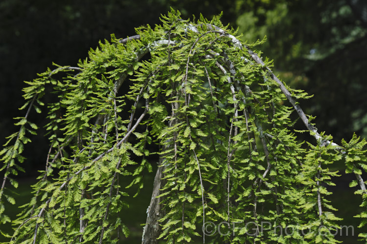 Weeping Swamp Cypress or Weeping Bald. Cypress (<i>Taxodium distichum 'Cascade. Falls'), a cultivar one of the few deciduous conifers. Capable of growing in shallow water, this species is native to the southeast United States 'Cascade. Falls' is grafted onto standard rootstock and will spread as a groundcover once the branches reach the ground. taxodium-2129htm'>Taxodium. Order: Pinales, Family: Cupressaceae Order: Pinales</a>