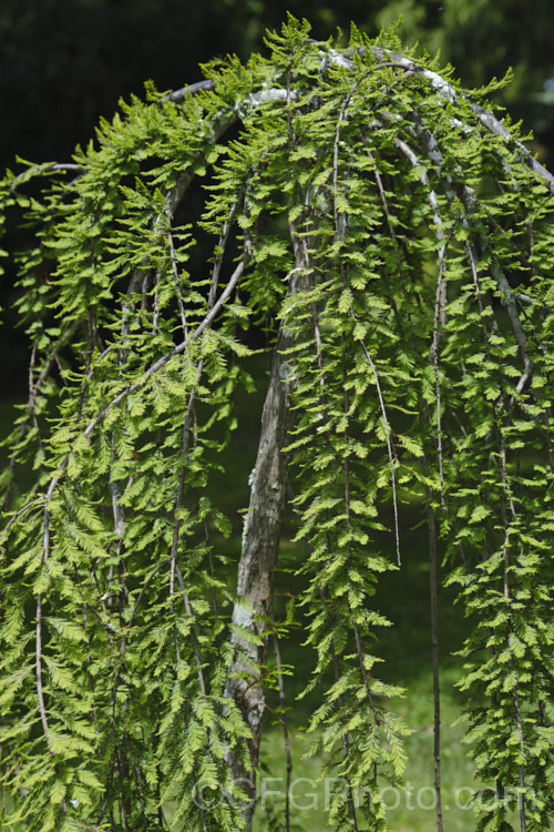 Weeping Swamp Cypress or Weeping Bald. Cypress (<i>Taxodium distichum 'Cascade. Falls'), a cultivar one of the few deciduous conifers. Capable of growing in shallow water, this species is native to the southeast United States 'Cascade. Falls' is grafted onto standard rootstock and will spread as a groundcover once the branches reach the ground. taxodium-2129htm'>Taxodium. Order: Pinales, Family: Cupressaceae Order: Pinales</a>