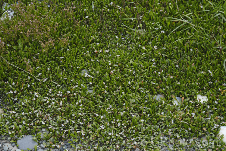 Remuremu or Swampweed (<i>Selliera radicans</i>), a prostrate, evergreen perennial found in estuarine areas of southern Australia,Chile and New Zealand It is usually perfectly flat but can mound or scramble to 20cm high and may have a spread of up to 2m. The fan-shaped white flowers open in summer and are followed by small, fleshy, yellow-green fruits. selliera-3635htm'>Selliera. <a href='goodeniaceae-plant-family-photoshtml'>Goodeniaceae</a>. Order: Asterales</a>