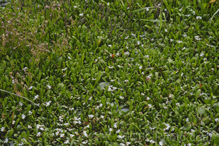 Remuremu or Swampweed (<i>Selliera radicans</i>), a prostrate, evergreen perennial found in estuarine areas of southern Australia,Chile and New Zealand It is usually perfectly flat but can mound or scramble to 20cm high and may have a spread of up to 2m. The fan-shaped white flowers open in summer and are followed by small, fleshy, yellow-green fruits. selliera-3635htm'>Selliera. <a href='goodeniaceae-plant-family-photoshtml'>Goodeniaceae</a>. Order: Asterales</a>