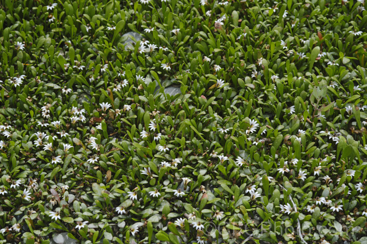 Remuremu or Swampweed (<i>Selliera radicans</i>), a prostrate, evergreen perennial found in estuarine areas of southern Australia,Chile and New Zealand It is usually perfectly flat but can mound or scramble to 20cm high and may have a spread of up to 2m. The fan-shaped white flowers open in summer and are followed by small, fleshy, yellow-green fruits. selliera-3635htm'>Selliera. <a href='goodeniaceae-plant-family-photoshtml'>Goodeniaceae</a>. Order: Asterales</a>