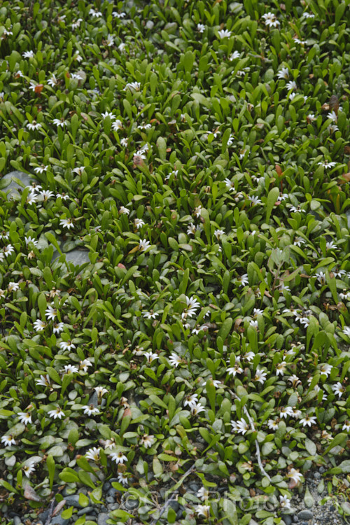Remuremu or Swampweed (<i>Selliera radicans</i>), a prostrate, evergreen perennial found in estuarine areas of southern Australia,Chile and New Zealand It is usually perfectly flat but can mound or scramble to 20cm high and may have a spread of up to 2m. The fan-shaped white flowers open in summer and are followed by small, fleshy, yellow-green fruits. selliera-3635htm'>Selliera. <a href='goodeniaceae-plant-family-photoshtml'>Goodeniaceae</a>. Order: Asterales</a>